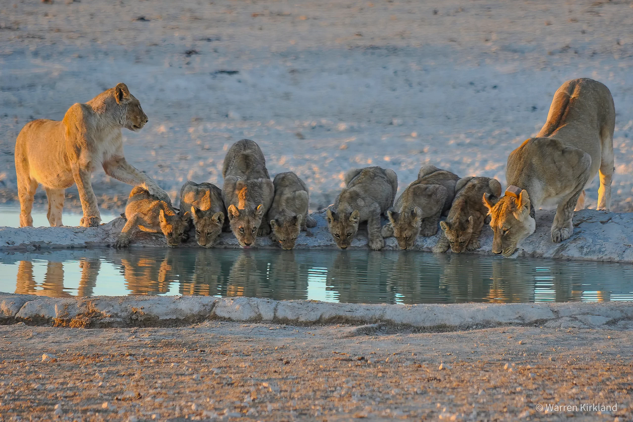 Lioness and cubs drinking at a waterhole, Etosha National Park, Namibia