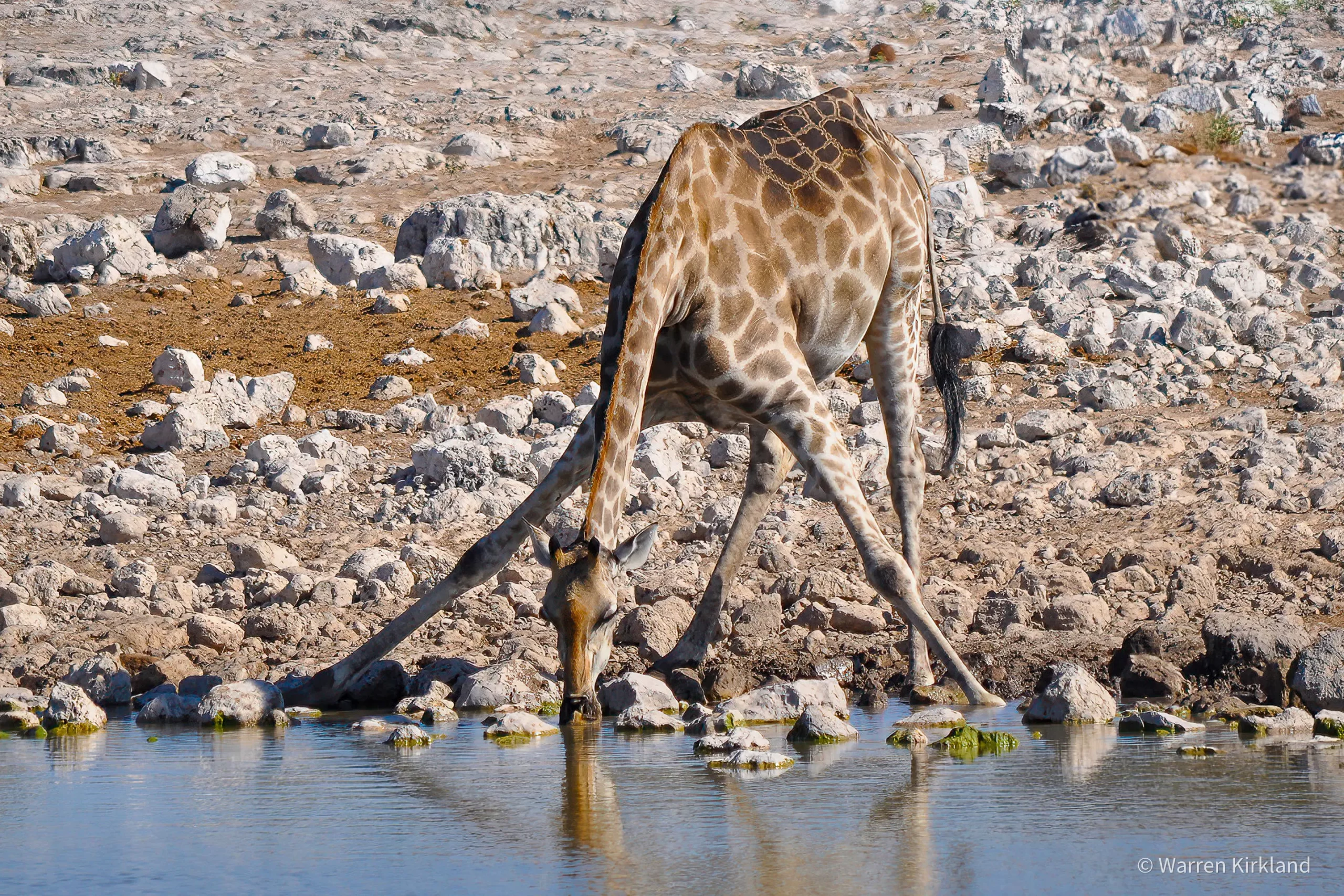 Giraffe bending down to drink at a waterhole, Etosha National Park, Namibia