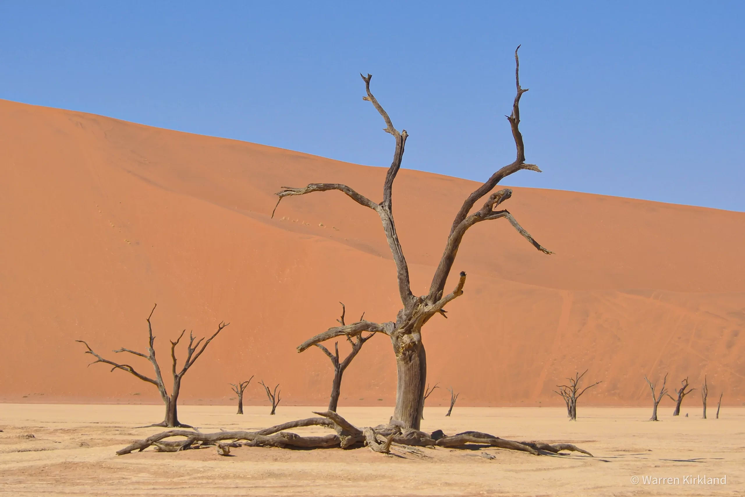 Dead camel-thorn trees against red dunes, Deadvlei, Namibia